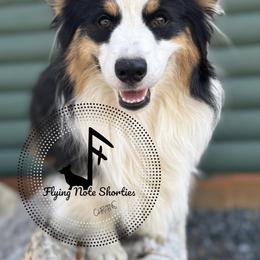 Nyxon - Pembroke Welsh Corgi