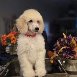 Boy 1 - White male Poodle puppy in Pahrump, Nevada from Sharpshooter Standard Poodles