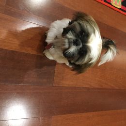 Shih Tzu Puppies from Sandi's Shih Tzu
