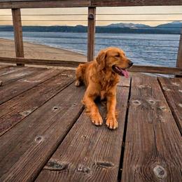 Rowan - Golden Retriever