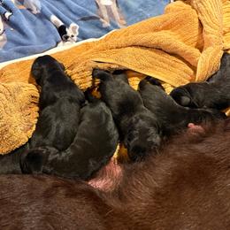 Boy 2 - Black male Labrador Retriever puppy in Davenport, New York from New England Premier English Labradors