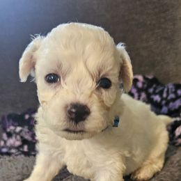 Shrek - blue collar - White male Bichon Frise puppy in Carthage, Missouri from Cooley's Cuddle Pups