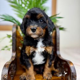 Oakley - Black and tan male Cavapoo puppy in Huntington, West Virginia from McCloud’s Poodles & Doodles