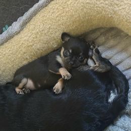 Boy 3 - Black and tan male Chihuahua puppy in Anoka, Minnesota from Anoka County MN AKC Chihuahuas