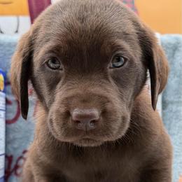 Red - Chocolate male Labrador Retriever puppy in Heath Springs, South Carolina from Rich Hill Retrievers