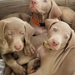 Pointers and Weimaraners from Silvershot Weimaraners and Pointers