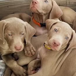 Pointers and Weimaraners from Silvershot Weimaraners and Pointers