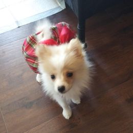 Pomeranians from East Texas Pomeranians