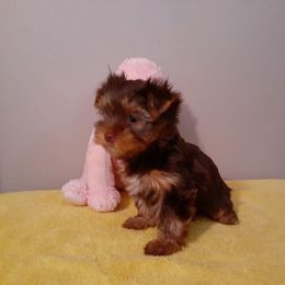 Yorkshire Terrier Puppies from Chocolate and Parti Yorkies in Florida