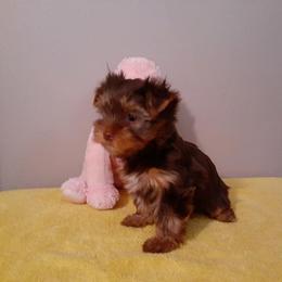 Yorkshire Terrier Puppies from Chocolate and Parti Yorkies in Florida