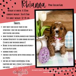 Cavapoo Puppies from Ruby's Cavapoos