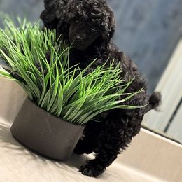 Kobe - Black male Poodle puppy in Ocoee, Florida from Puppie Poos 4 U