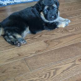German Shepherd Puppies from McLaughlin German Shepherds