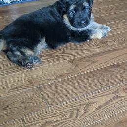 German Shepherd Puppies from McLaughlin German Shepherds