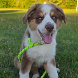 Cristiano FIFA - Red tri-color male Australian Shepherd puppy in Solon, Maine from Mountain Range Australian Shepherds