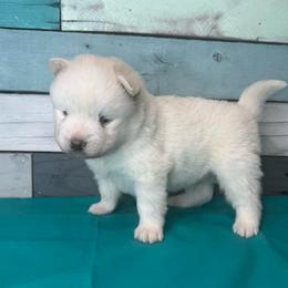 Beignet - White male Pomsky puppy in Krum, Texas from Paw-Some Pomskies