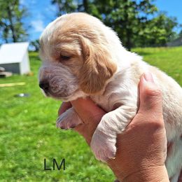 Bear - Red and white male Basset Hound puppy in Mack's Creek, Missouri from Mack's Creek Basset Hounds