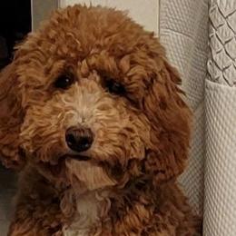 Indi - Goldendoodle
