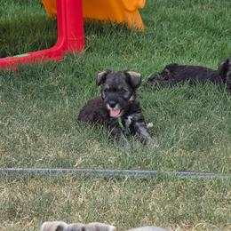 Scout - Salt and pepper male Miniature Schnauzer puppy in Piedmont, Oklahoma from J&K's Miniature Schnauzers