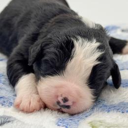 Orca - Black and white female Bernedoodle puppy in Claremont, North Carolina from Magnolia Grove Farms