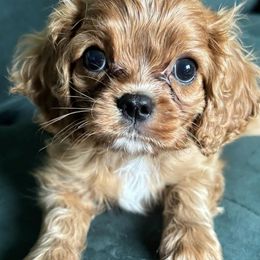 Cavalier King Charles Spaniels from Moonlight Cavalier King Charles Spaniels