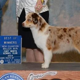 Australian Shepherds and Miniature American Shepherds from Green Valley Aussies
