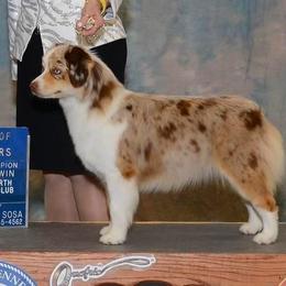 Australian Shepherds and Miniature American Shepherds from Green Valley Aussies