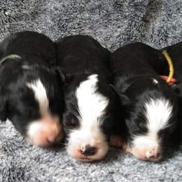 Bernedoodle Puppies from Doting Doodles