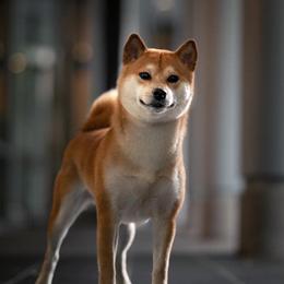 Sunday - Shiba Inu