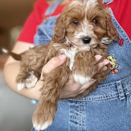 Adina - Female - Red female Cavapoo puppy in Gilbert, Arizona from Azteddybeardoodles