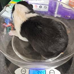 Black white boy - Black and white male Border Collie puppy in Bradley, South Carolina from DiCola Farm
