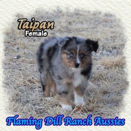 Taipan - Blue merle female Toy Australian Shepherd puppy in Forestburg, Texas from Flaming Dill Ranch Aussies