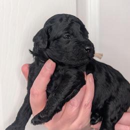 Beige Boy - black abstract - Black male Whoodle puppy in Kalispell, Montana from Countryman Whoodles