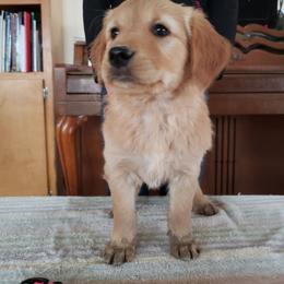 Pink - Golden female Golden Retriever puppy in Merino, Colorado from High Plains Goldens