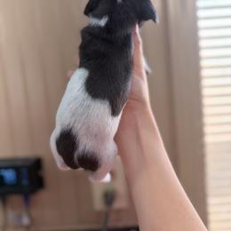 Specks - Dapple male Dachshund puppy in Nashville, Arkansas from Cuddles n Curls