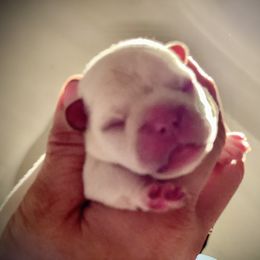 French Bulldog and Labrador Retriever Puppies from Desiree Ortiz's French Bull Dogs and Labrador Retrievers