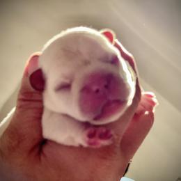 French Bulldog and Labrador Retriever Puppies from Desiree Ortiz's French Bull Dogs and Labrador Retrievers