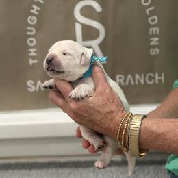 Miss Teal-Dot - Light golden female Golden Retriever puppy in Fresno, California from Sanctuary Ranch Goldens