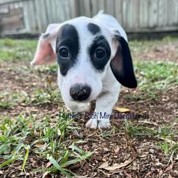 Girl two - Black and cream female Dachshund puppy in Lakeland, Florida from Ruthie’s Rich Mini Dachshunds