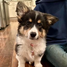 Pink collar Girl Holly - Black and tan female Pembroke Welsh Corgi puppy in Paris, Kentucky from Flat Run Corgis