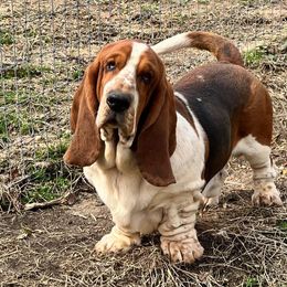 Quigley - Black white and brown male Basset Hound puppy in Red Bay, Alabama from Maple Street Bassets