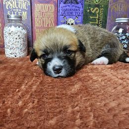 Ace- full-length tail - Red male Pembroke Welsh Corgi puppy in Deming, New Mexico from Dragon Ridge Corgis