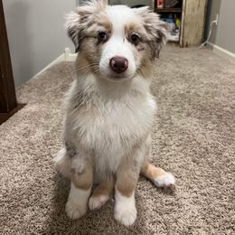 Australian Shepherd Puppies from 3 Crosses Kennels
