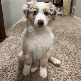Australian Shepherd Puppies from 3 Crosses Kennels