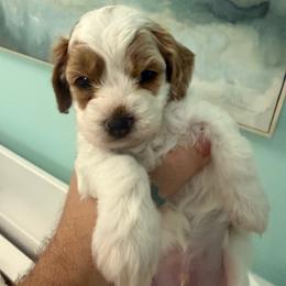 Boo - Cream male Goldendoodle puppy in Port Saint Lucie, Florida from Coastal Crown Doodles