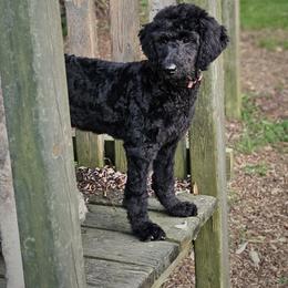 Reba - Black female Double Doodle puppy in Jeddo, Michigan from Bert's Doodles