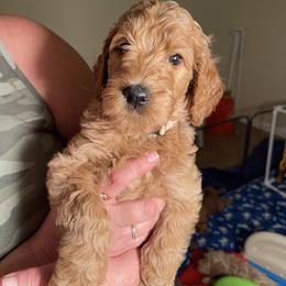 Double Doodle, Goldendoodle, Labradoodle, and Poodle Puppies from Amore Doodles & Poodles