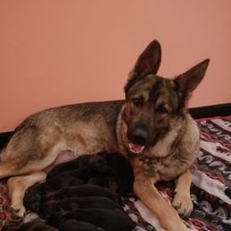 Hera - German Shepherd