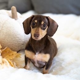Ruby - Dachshund