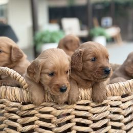 Golden Retriever Puppies from The Red Retrievers